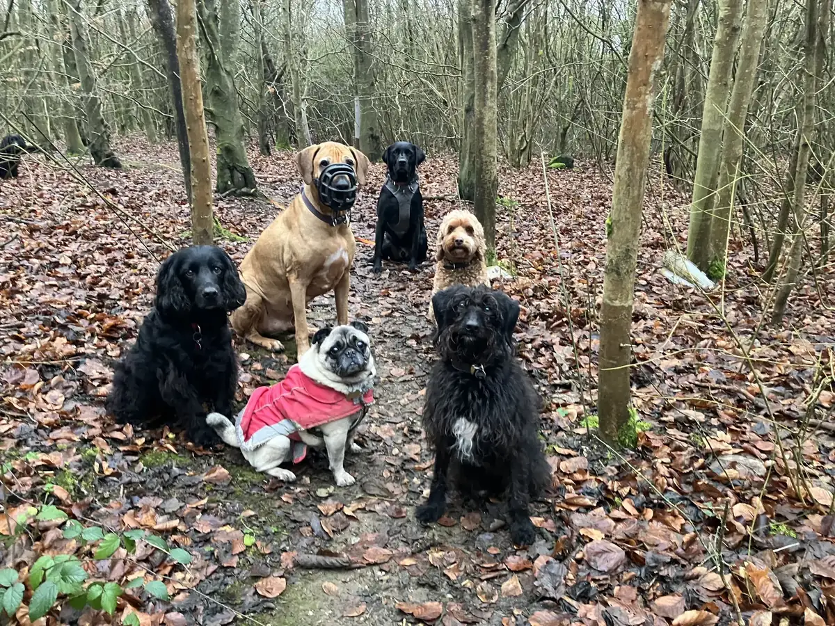 Six dogs sitting calmly during a Paws 4 Thought Brighton obedience training session