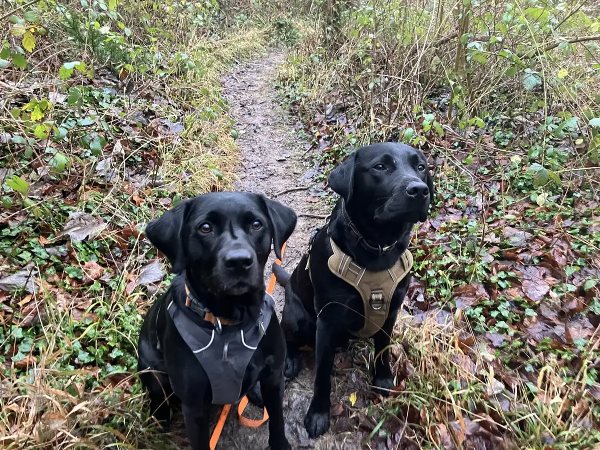 Two Labradors during a training session with Anita in Lancing