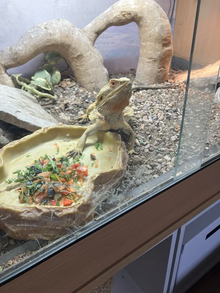 Reptile looking out from its enclosure, cared for by Paws 4 Thought Brighton